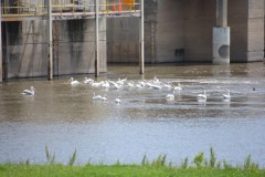 2024-5-19-JF-24-Custom