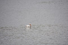 2024-5-19-JF-29-Custom