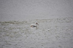 2024-5-19-JF-30-Custom